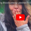 Feeding Bloodsucking Leeches To Swans %26 Ducks at the River Themes - Tsetsi from Tsetsi on Vimeo.