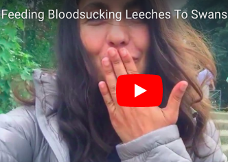 Feeding Bloodsucking Leeches To Swans %26 Ducks at the River Themes - Tsetsi from Tsetsi on Vimeo.