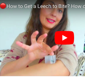 How to Get a Leech to Bite? How do Bloodsucking Leeches Latch On for Bloodsucking Action? Tsetsi from Tsetsi on Vimeo.